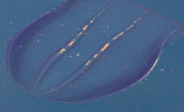 Океански пришълец спасява Черно море