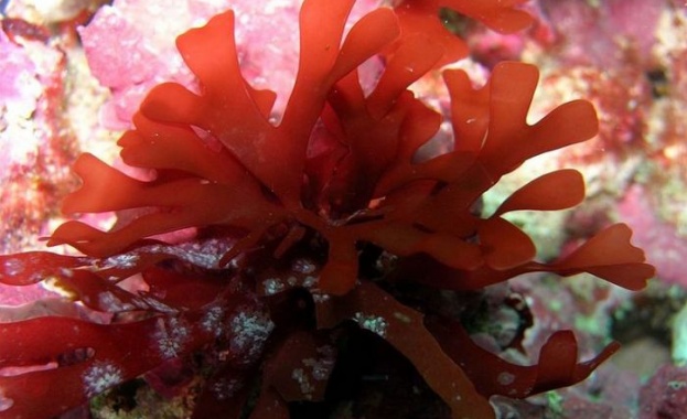 Учени откриха водорасло с вкус на бекон