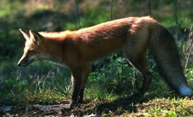 Жителите на Велико Търново пропищяха от лисици