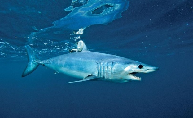 Плувец загина при атака на акула в Нова Каледония