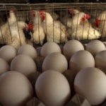 Русия забрани вноса на птици и яйца от някои райони на България и Германия