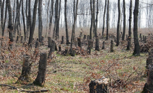 Заловиха трима бракониери за незаконен добив на дървесина в местността "Църногор"