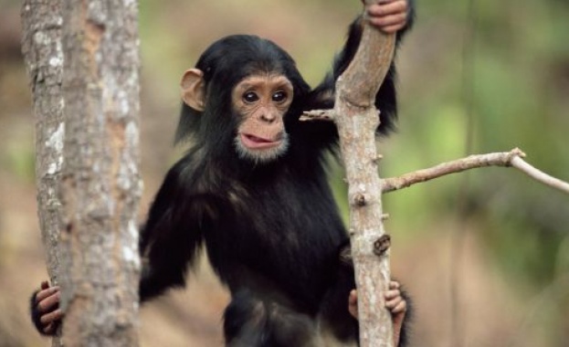 Климатичните промени засягат 700 застрашени вида