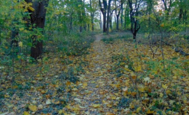 Отстраниха пореден горски шеф