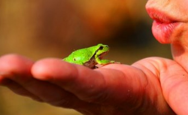 Учени откриха четири вида миниатюрни жаби