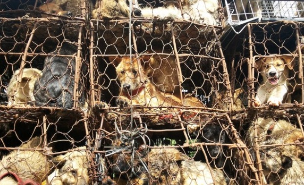 Затварят най-големия пазар за кучешко месо в Южна Корея