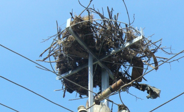 EVN България посреща щъркелите тази година с 242 нови платформи за гнезда по стълбове 