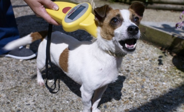 Внезапни проверки дали кучето е чипирано, започват в столичните градинки