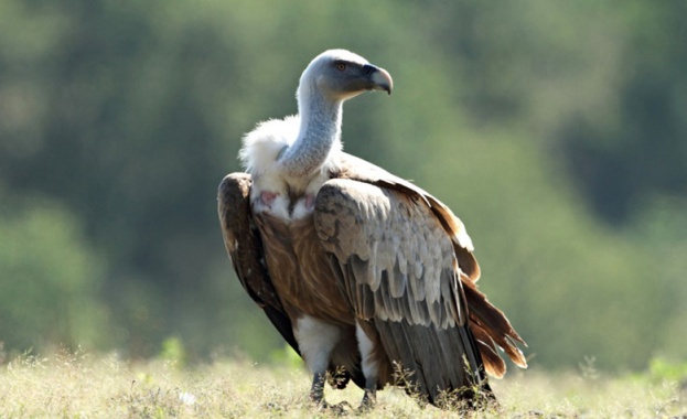 Природозащитници: Тровят редки птици в района на Кресна