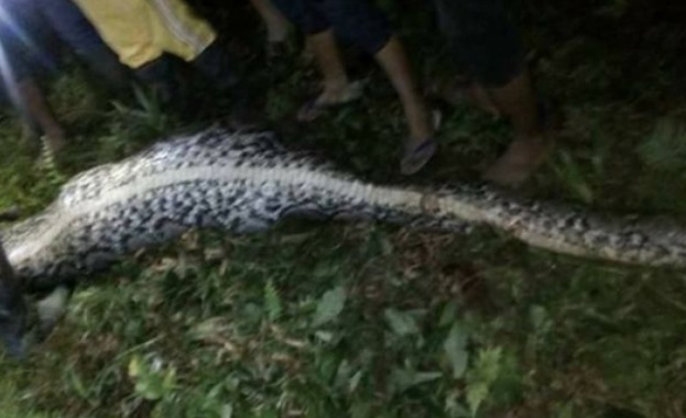 7-метров питон глътна човек в Индонезия