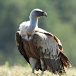 Лешоядите в Източните Родопи са под заплаха заради туристи 
