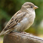 Броим врабчетата на 24 април за пети път