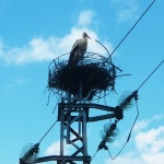 Специални устройства по жиците спасяват мигриращите птици в Бургаско