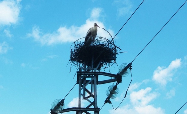 Специални устройства по жиците спасяват мигриращите птици в Бургаско