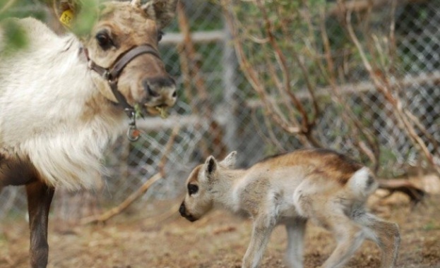 Северно еленче се роди в Родопите