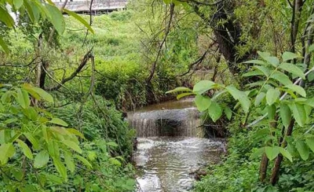 Намериха мъртва риба в река Мечка