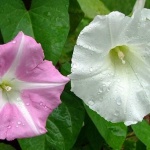 Предстоящи събития за 12 май 2018