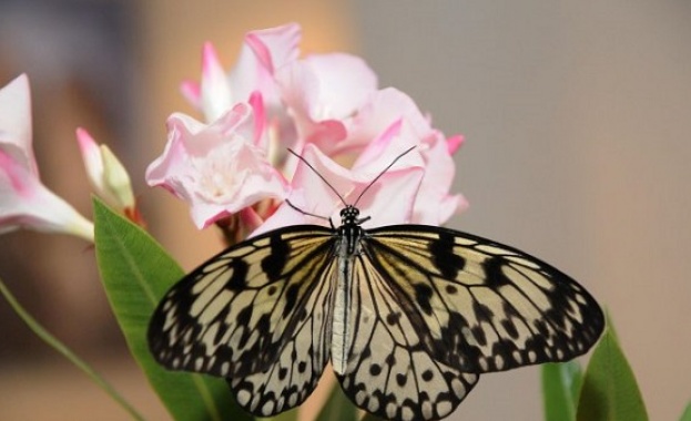 Екзотичната изложба на живи пеперуди идва за втори път във „Флората“