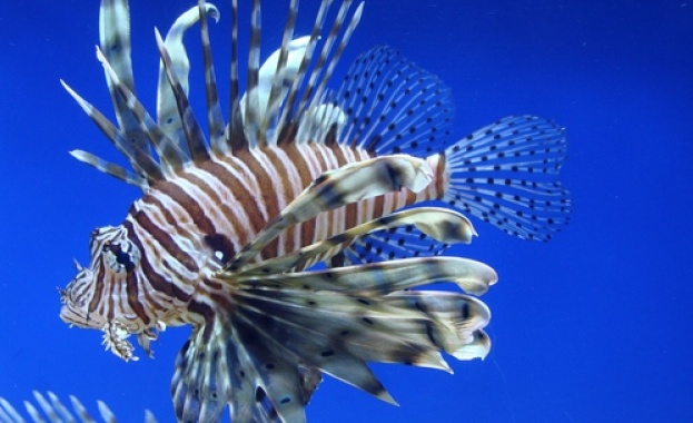 “Казиното” с изложба на най-екзотичните риби и влечуги 