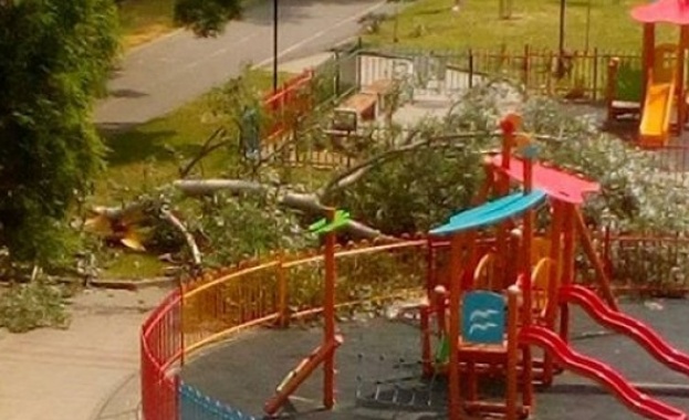 Дърво падна до детска площадка в Благоевград