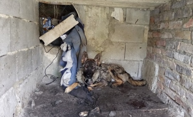 Затвориха незаконен развъдник за кучета край Варна