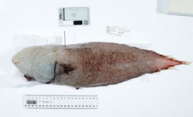 Риба без лице беше извадена от океана край Австралия (видео)