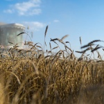 Русия печели повече от жито, отколкото от оръжия