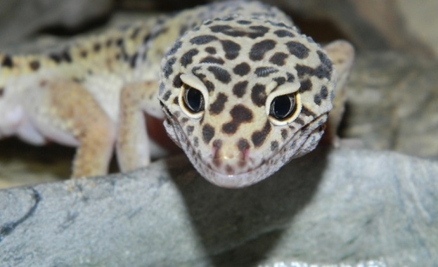 Екзотичната изложба в "Морско казино" в Бургас