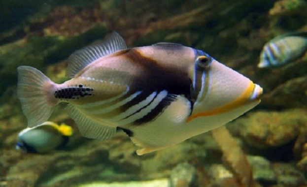 Истински “Пикасо” показват в Културен център “Морско казино”