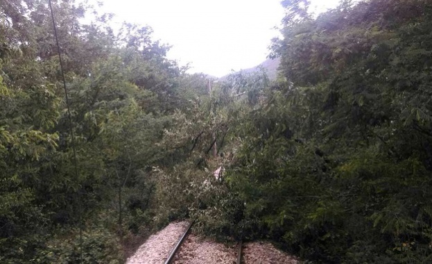 Висока около 10 метра липа падна и затисна 2 годишно дете