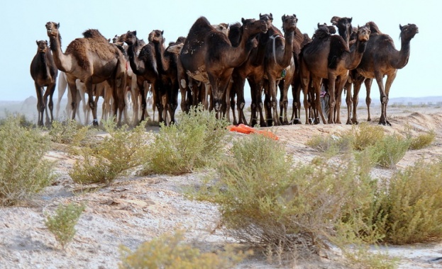 Абу Даби създава полицейски патрули с камили 