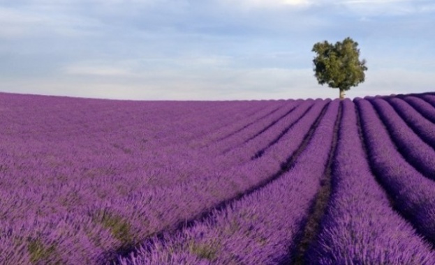 Лавандулата в област Добрич със среден добив от 473 килограма от декар