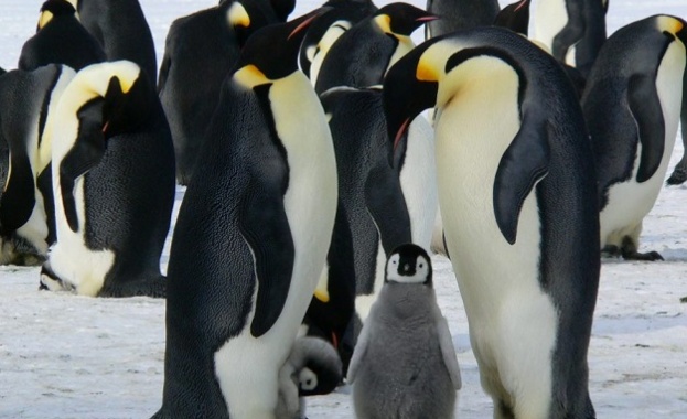 Императорските пингвини- изчезващ вид до края на века 