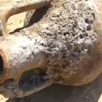 Музеят в Бяла се сдоби с амфора на 6 000 години