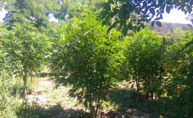 Рекордните 150 кг марихуана иззеха в Карнобатско