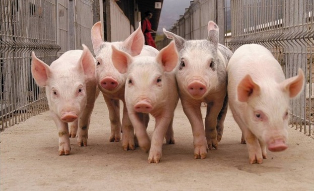 Генномодифицирани прасета стават донори на органи