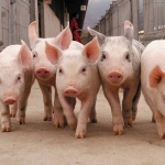 Генномодифицирани прасета стават донори на органи