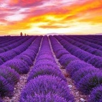 България  остава на първо място в света по производство и износ на етерично масло от лавандула