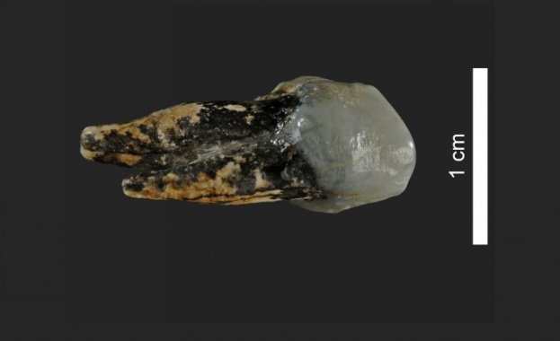 Търсят нови доказателства, че най-старият човек е живял по нашите земи