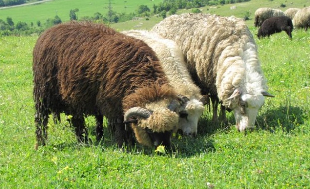 Овче мляко и сирене от Родопите пази от няколко вида рак
