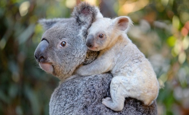 Бяла коала се роди в австралийска зоологическа градина