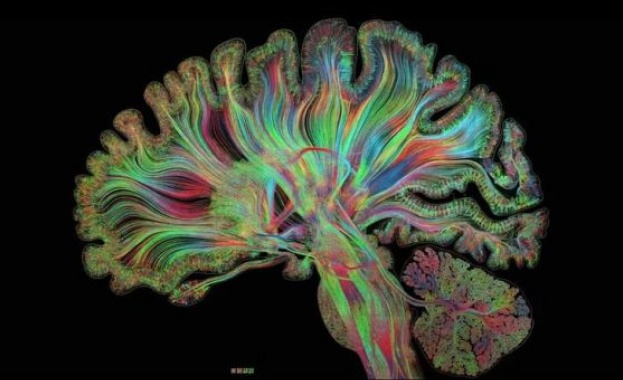 Научен арт-проект показва човешкия мозък в непознати детайли (видео)