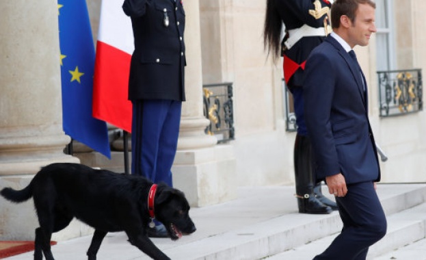 Макрон спази традицията и Франция ще си има "първо куче"