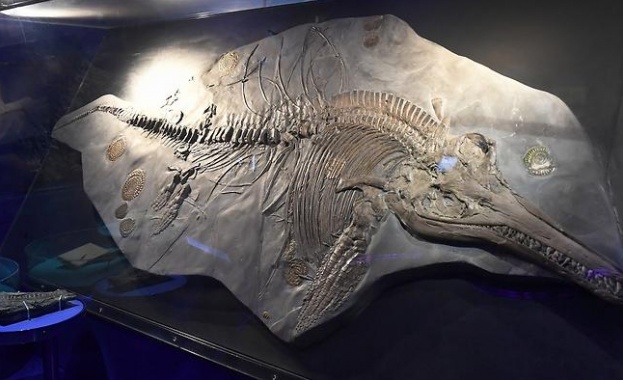 Откриха ембрион в ихтиозавър отпреди 200 милиона години