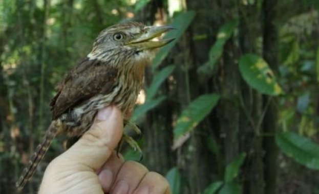 381 нови вида са открити при двугодишно изследване на Амазонка