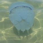 Нашествие на медузи по Южното Черноморие