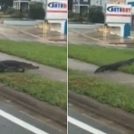 След "Ирма" алигатор се появи насред улицата в град във Флорида