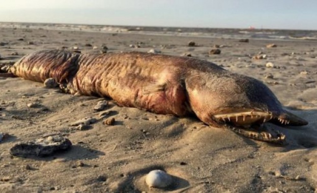 "Харви" изхвърли загадъчно морско същество на тексаски плаж (видео)