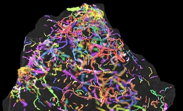 Учени откриха най-древния сложен организъм