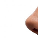 Разработиха изкуствен нос, който ще търси наркотици и ще оценява вино